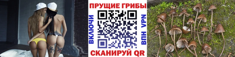 это клад  Кузнецк  Псилоцибиновые грибы MAGIC MUSHROOMS  OMG ссылка 